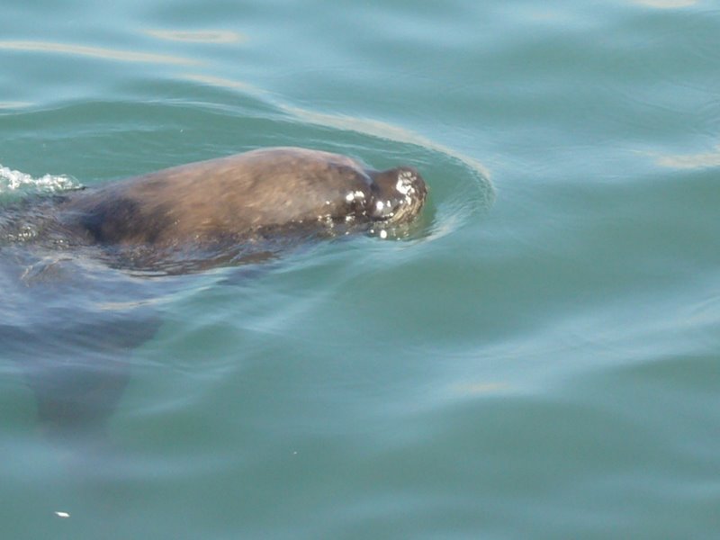 Sea lions